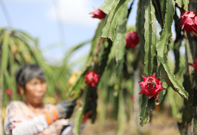 火龙果 采摘