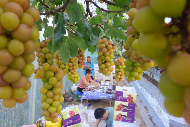 农业  葡萄种植  特色品种  妮娜皇后  采摘上市  助农增收。