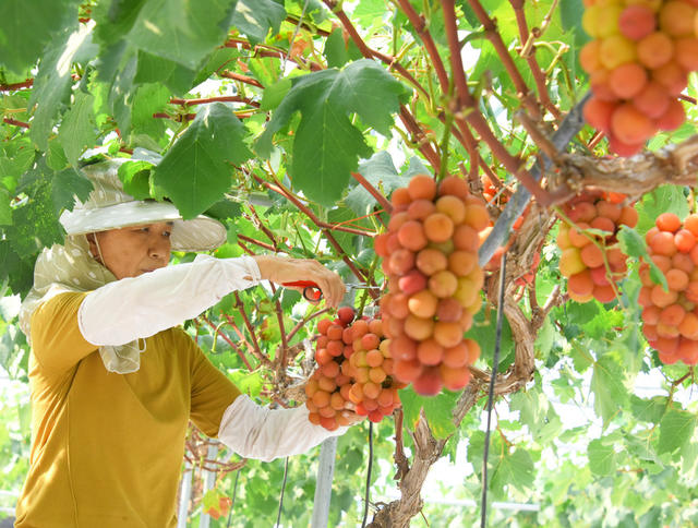 农业  葡萄种植  特色品种  妮娜皇后  采摘上市  助农增收。