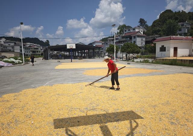 凤凰  林峰 黄罗寨  玉米 红辣椒 晒秋