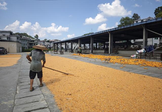 凤凰  林峰 黄罗寨  玉米 红辣椒 晒秋