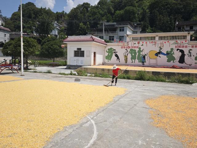 凤凰  林峰 黄罗寨  玉米 红辣椒 晒秋