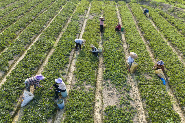 娄底 草莓苗 管护 农业产业 示范基地