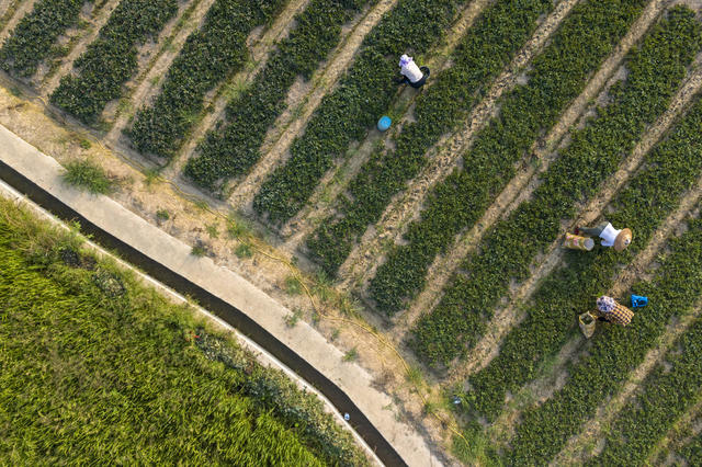 娄底 草莓苗 管护 农业产业 示范基地