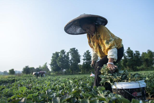 娄底 草莓苗 管护 农业产业 示范基地