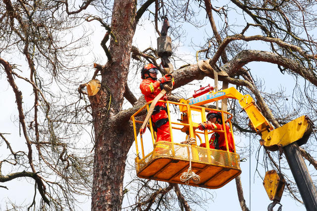消防  救援  砍树  除险  安全