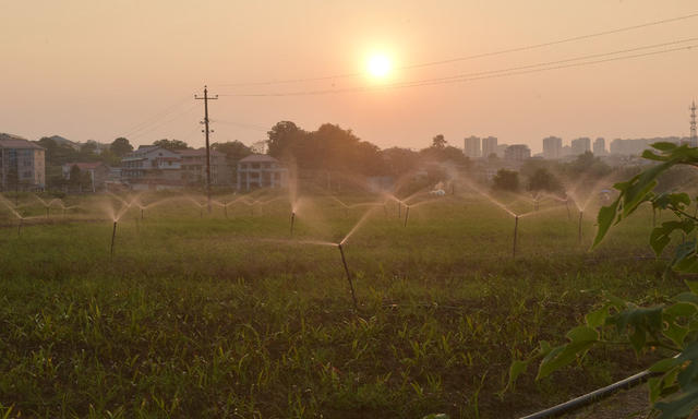 节水  中药材  示范基地  合作社  村级集体经济  产业发展  农民增收