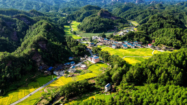 秋日 侗族 乡村 金黄 稻田 丰收 美景