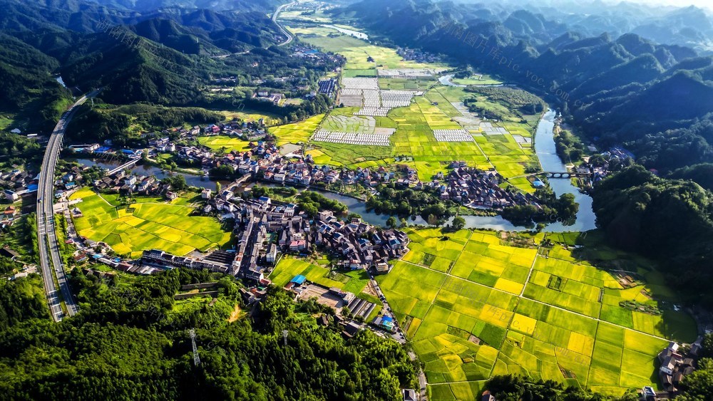 秋日 侗族 乡村 金黄 稻田 丰收 美景