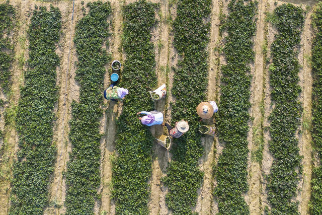 湖南娄底 处暑 农忙 管理 农时