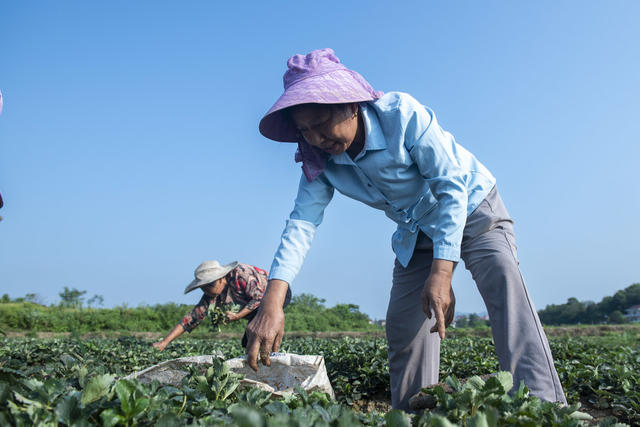 湖南娄底 处暑 农忙 管理 农时