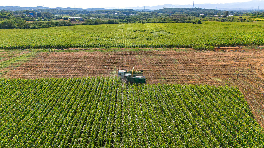 农业 玉米丰收 农业机械化 处暑农忙