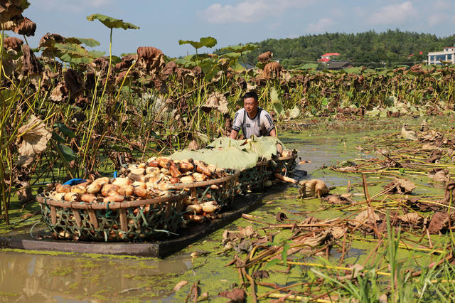 莲藕  水上经济  处暑  采藕  产业  湖南邵东