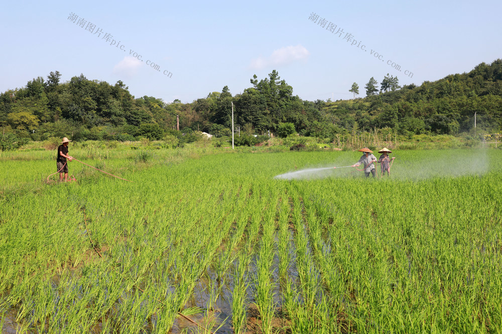 稻田  除虫  处暑  丰产  高温  湖南邵东