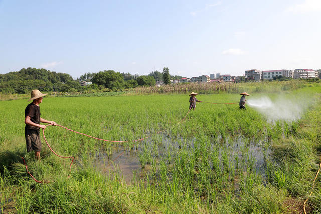 稻田  除虫  处暑  丰产  高温  湖南邵东