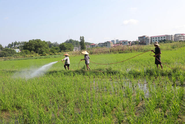 稻田  除虫  处暑  丰产  高温  湖南邵东