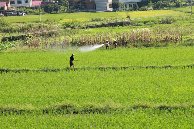 稻田  除虫  处暑  丰产  高温  湖南邵东