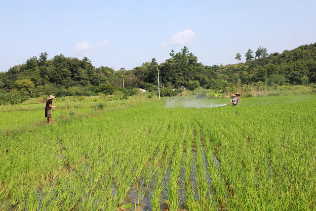 稻田  除虫  处暑  丰产  高温  湖南邵东