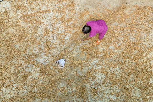 娄底,晾晒,花生,丰收,晒秋