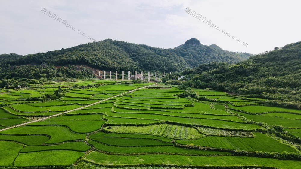 水稻 田园