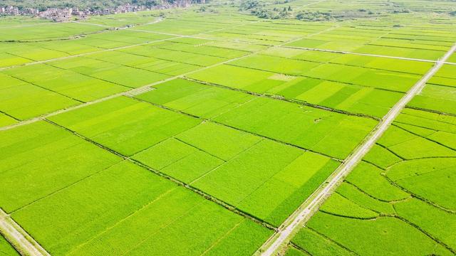 水稻 田园