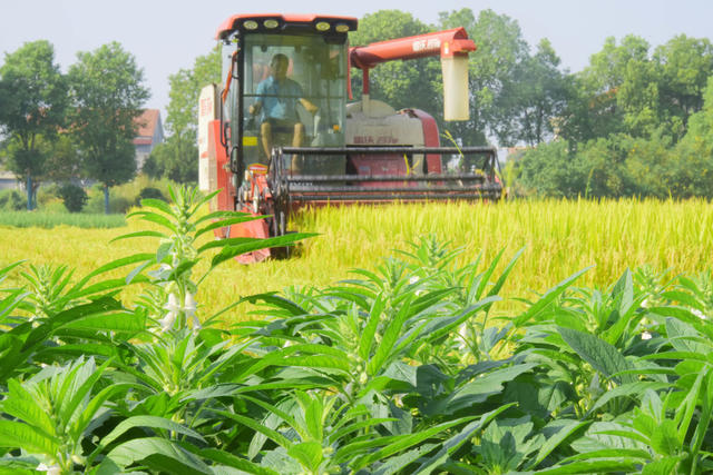 二十四节气  处暑  农事活动  收割  施肥  除草  防病治虫