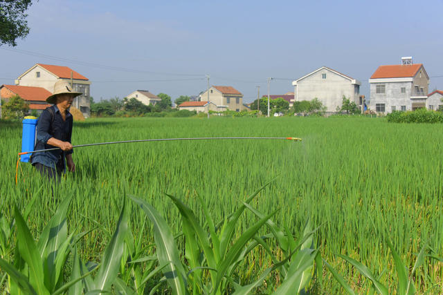 二十四节气  处暑  农事活动  收割  施肥  除草  防病治虫