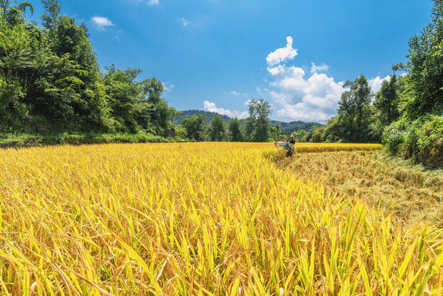 苗岭高山风吹稻浪  金山银山美秋色  蓝天映金稻白云伴秋收 “丰”景喜人入画来