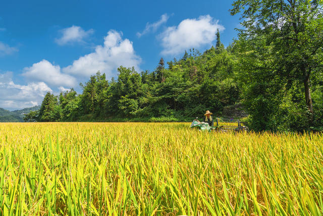 苗岭高山风吹稻浪  金山银山美秋色  蓝天映金稻白云伴秋收 “丰”景喜人入画来