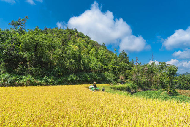 苗岭高山风吹稻浪  金山银山美秋色  蓝天映金稻白云伴秋收 “丰”景喜人入画来