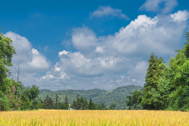 苗岭高山风吹稻浪  金山银山美秋色  蓝天映金稻白云伴秋收 “丰”景喜人入画来