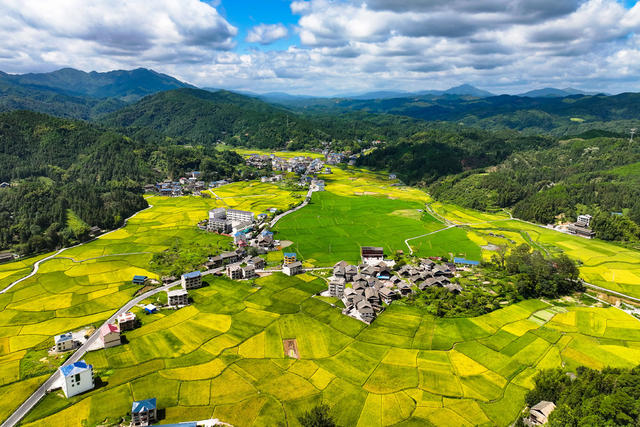 稻田 水稻 田园 乡村 丰收 秋 