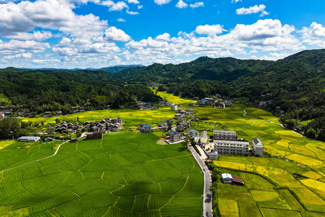 稻田 水稻 田园 乡村 丰收 秋 