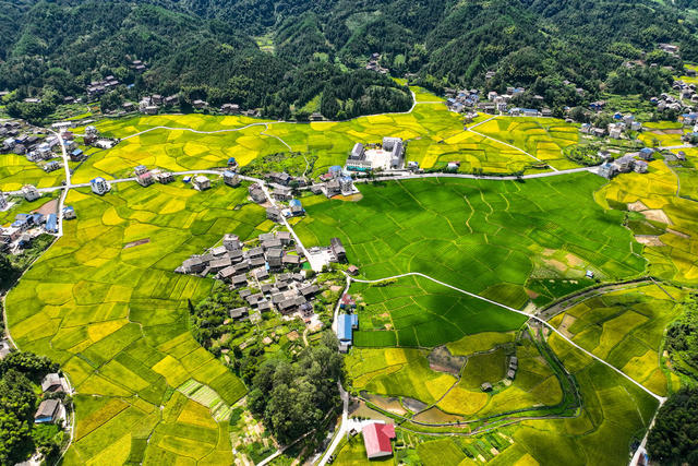 稻田 水稻 田园 乡村 丰收 秋 