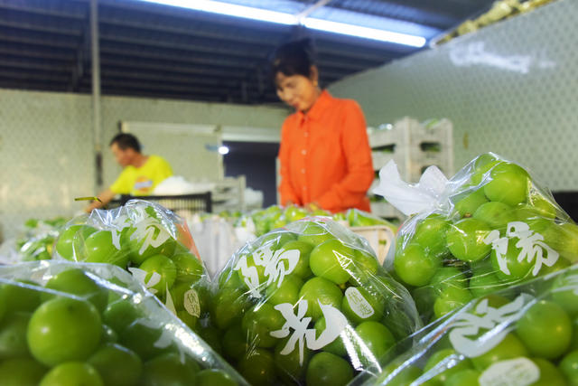 农业  特色种植  葡萄  阳光玫瑰  
 丰收季节  采摘上市