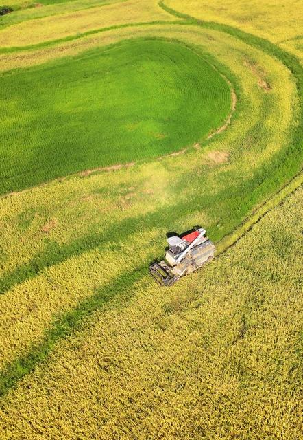 收割  中稻    生产