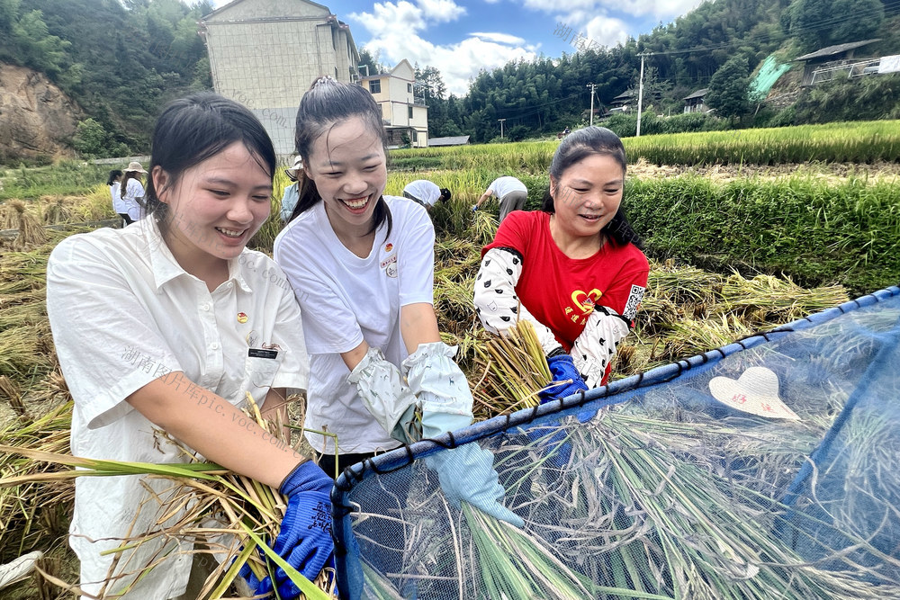 大学生
助农秋收