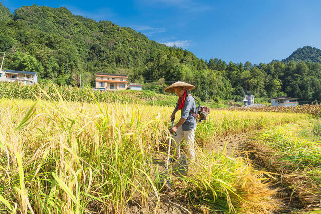 吉首进入水稻收割期  小型农机收割稻谷  村民抢抓晴好天气加紧收割  