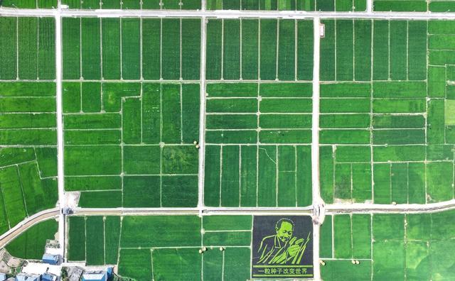 千亩 稻田 丰收 画卷