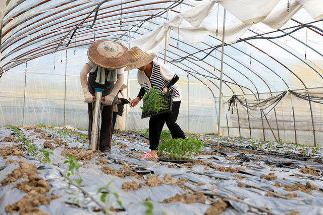 大棚  辣椒  种植  农民  蔬菜