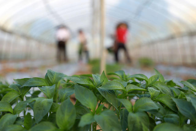 大棚  辣椒  种植  农民  蔬菜