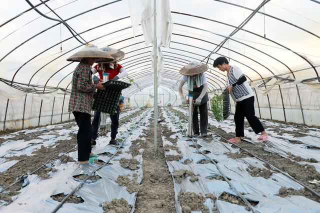 大棚  辣椒  种植  农民  蔬菜