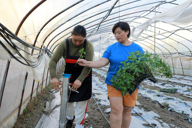 大棚  辣椒  种植  农民  蔬菜