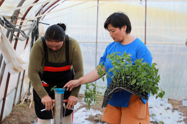大棚  辣椒  种植  农民  蔬菜