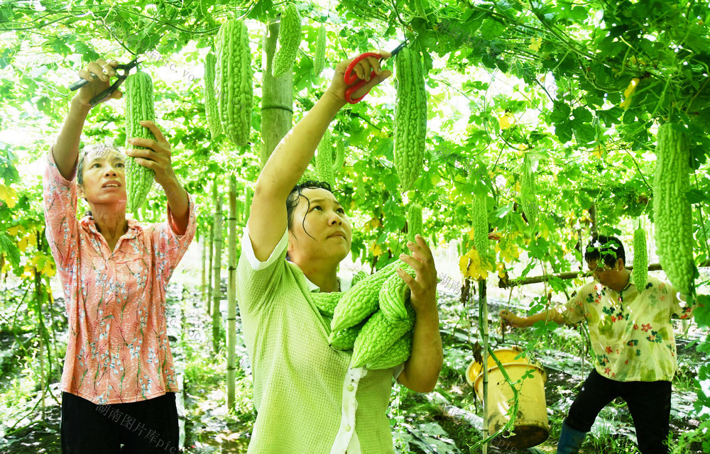 丰富粤港澳大湾区“菜篮子”