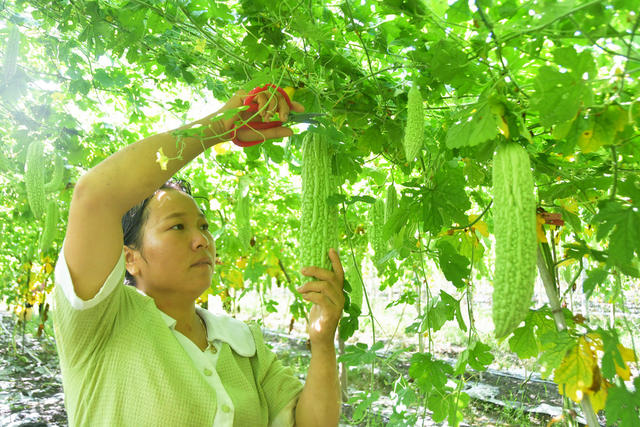 丰富粤港澳大湾区“菜篮子”