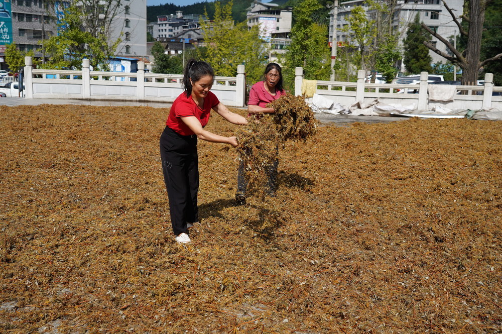 金银花   富民