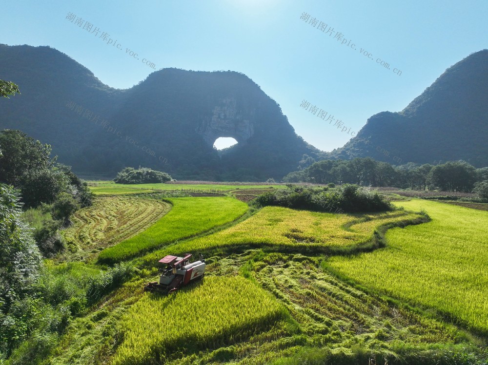 中稻
道县
