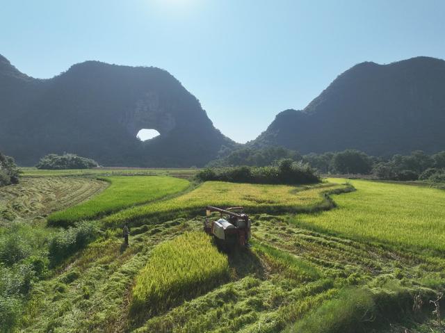 中稻
道县
