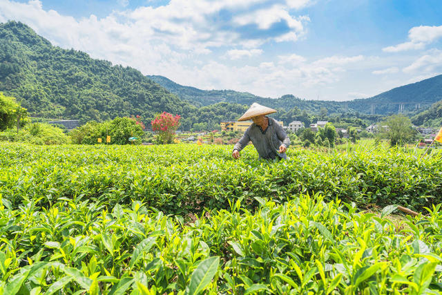 吉首市马颈坳镇隘口村茶园  湘西神秘茶谷  中国湘西黄金茶核心产区  现有绿茶规模19000余亩  村民们抓紧采摘秋茶以供市场需求